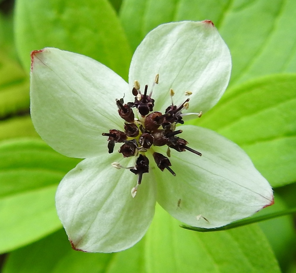 Cornus suecica - ruohokanukan kukassa on neljä hedettä, ja niiden palhot ovat valkoiset ja soikeahkot ponnet vaaleankeltaiset. Emiö on yksivartaloinen, ja mustan vartalon kärjessä on hyvin lyhyt, vaaleampi ja nuppimainen luottiosuus. Verhiö on ruskea tai musta, ristikkäisesti neliliuskainen ja sen sisään jäävän kukkapohjuksen kanssa noin 1,5-2 mm pitkä. Liuskat ovat kolmiomaiset, noin 0,5 mm pitkät ja noin pituutensa levyiset. EnL, Enontekiö, Kilpisjärvi, Saanan lounainen alarinne lehtojensuojelualueen kaakkoispuolella, Käsivarrentieltä (tie 21) loivasti Saanaa kohti nouseva tunturikoivikkorinne, n. 500 m mpy, 16.7.2023. Copyright Hannu Kämäräinen.