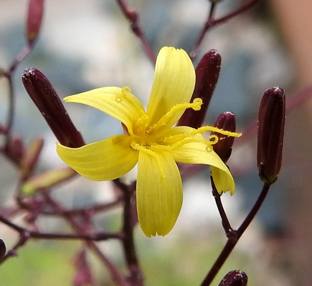 Lactuca muralis - jänönsalaatin kielikukassa on viisi hedettä, joiden keltaiset ja kapean tasasoukat ponnet ovat lieriömäisen yhdiskasvuisesti emin vartalon ympärillä. Emi on yksivartaloinen ja luotiltaan kaksiliuskainen. Vartalo keltaisine luotteineen ja ponsilieriöineen nousee näkyville teriön kielen yläpuolelle. EH, Janakkala, Turenki, Harjurinne, viljavaraston raide Siilotien ylityskohdan itäpuolella, ratapohjan soramaa, 27.6.2025. Copyright Hannu Kämäräinen.