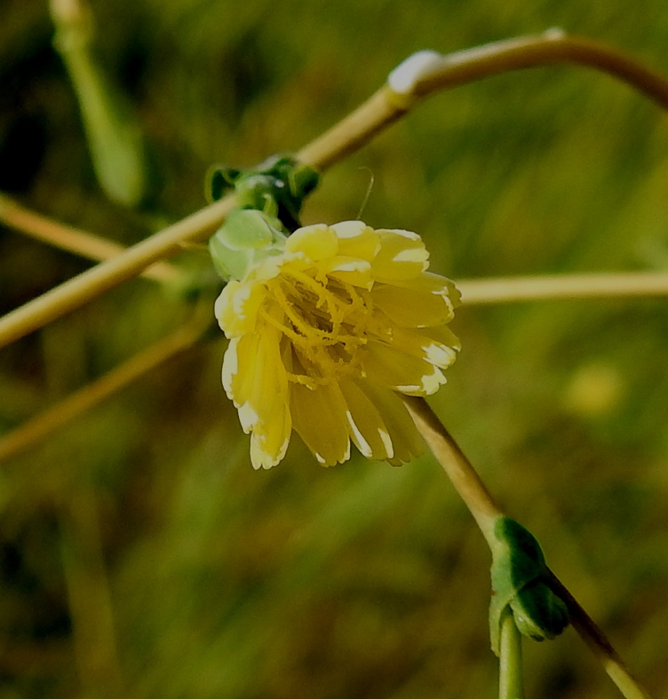Lactuca serriola - piikkisalaatin kielikukassa on viisi hedettä, joiden keltaiset ja kapean tasasoukat ponnet ovat lieriömäisen yhdiskasvuisesti emin vartalon ympärillä. Ponnet eivät pienuutensa vuoksi juurikaan erotu emin vartalosta. Emi on yksivartaloinen ja luotiltaan kaksiliuskainen. Vartalo keltaisine luotteineen nousee näkyville teriön kielen yläpuolelle. EH, Hämeenlinna, Pikku-Parola, Huhtastentien varren laajan joutomaaniityn laita tien vieressä, missä noin 80 m pitkä kasvustokaista, 30.7.2025. Copyright Hannu Kämäräinen.