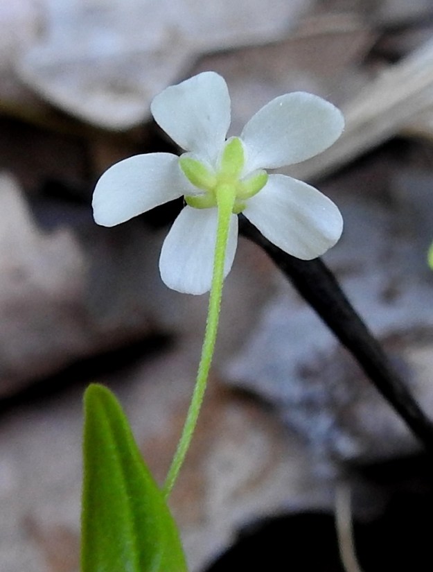Moehringia lateriflora - laaksoarhon verholehtiä on viisi, ja ne ovat erilliset, soikeat, pyöreäkärkiset ja epäselvästi suoniset sekä kaljut. Ne ovat vihreät, leveästi kalvolaitaiset, yleensä noin 1,5-2,5 mm pitkät ja noin 1-1,2 mm leveät. Lehtoarhon verholehdet ovat suikeat, teräväkärkiset, selväsuoniset ja ripsilaitaiset sekä noin 3-5,5 mm pitkät. 2.7.2025. Copyright Hannu Kämäräinen.