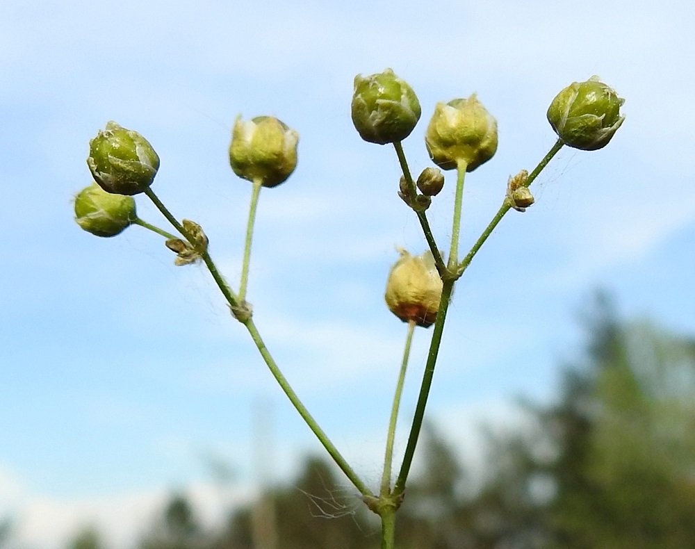 Spergula morisonii - kalliohatikan verholehdet kasvavat hedelmävaiheessa noin 5-6 mm pitkiksi ja noin 2,5-3 mm leveiksi. Hedelmä on munanmuotoinen tai lähes pallomainen, yleensä noin 4,5-6,5 mm pitkä ja noin 3,5-5 mm paksu, vihreäsävyinen kota, joka tavallisesti yltää hieman verholehtien yläpuolelle. U, Vantaa, Rajakylä, Pallotien länsipuolella oleva, laaja avokallioalue hyvin lähellä Helsingin rajaa, 31.5.2024. Copyright Hannu Kämäräinen.
