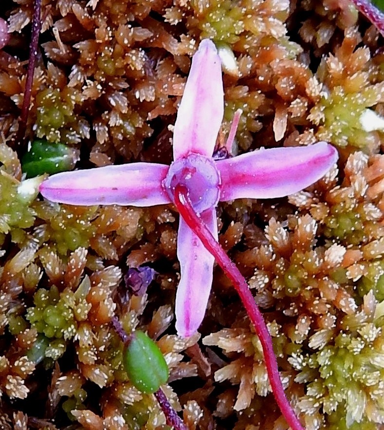 Vaccinium microcarpum - pikkukarpalon verhiö on kärjestään ristikkäisesti neliliuskainen ja sen sisään jäävän, puolipallomaisen kukkapohjuksen kanssa noin 2 mm pitkä. Liuskat ovat yleensä punertavat, pyöreä- tai tylppäkärkiset ja noin 0,5-1 mm pitkät sekä pituuttaan leveämmät. 3.7.2025. Copyright Hannu Kämäräinen.