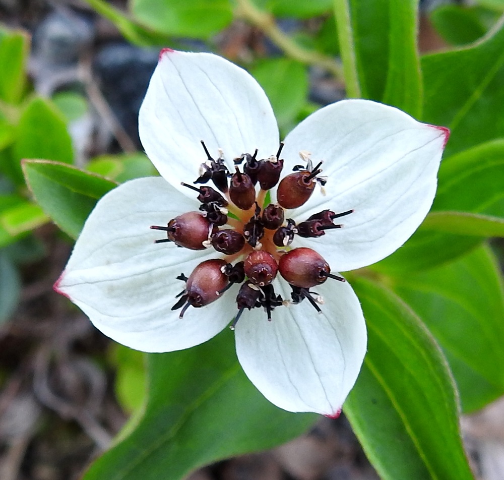 Cornus suecica - ruohokanukan kukintosarjan kukkaperät ovat noin 1,5-2 mm pitkät ja lyhyesti myötäkarvaiset. Pölytyksen myötä hedelmöittyneiden kukkien pohjus alkaa paisua kohti marjavaihetta. Ennen kypsymistään marja-aihiot ovat pitkulaisia ja punaruskeita. EnL, Enontekiö, Kilpisjärvi, Saanan lounainen alarinne, tunturikoivikko retkeilykeskuksen leirintäalueen kaakkoispuolella, n. 520 m mpy, 16.7.2023. Copyright Hannu Kämäräinen.