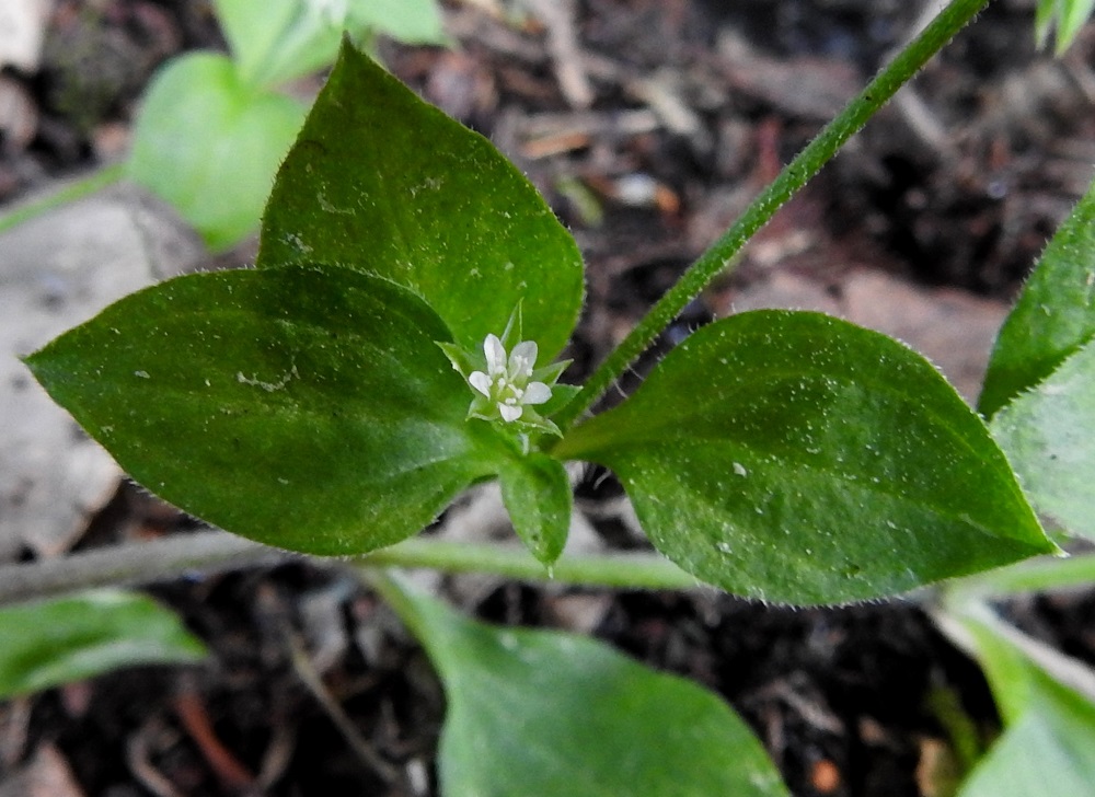 Moehringia trinervia - lehtoarhon viisi terälehteä ovat valkoiset, soikeat ja ehyet sekä noin 2-3,5 mm pitkät ja leveimmältä kohtaa noin 1-1,5 mm leveät. Ne ovat verholehtiä lyhyemmät. Heteitä on kymmenen ja emin vartaloita ja luotteja tavallisesti kolme. 24.6.2020. Copyright Hannu Kämäräinen.