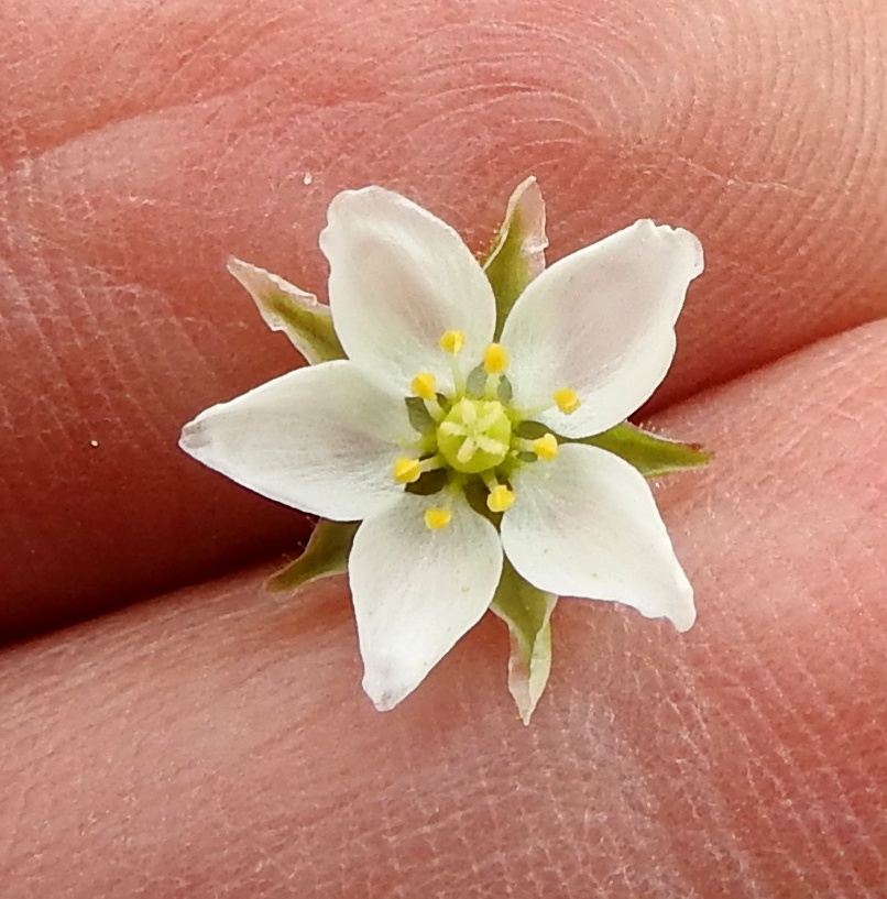 Spergula arvensis subsp. sativa - pohjanpeltohatikan terälehdet ovat puikeat, ehyet, suippo- tai tylppäkärkiset ja tyveltään jyrkästi kapenevat. Ne ovat noin 3,5-5 mm pitkät ja leveimmältä kohtaa noin 2-3 mm leveät. Heteitä on useimmiten kymmenen, vaikkakin vaihteluväli on viidestä kymmeneen. Kuvan kukalla heteitä on kahdeksan. Niiden palhot ovat valkoiset ja ponnet keltaiset. Sikiäin on kehänpäällinen, munamainen tai lähes pallomainen ja vihreäsävyinen. Sen kärjessä olevia emin vartaloita ja luotteja on viisi. 2.7.2017. Copyright Hannu Kämäräinen.