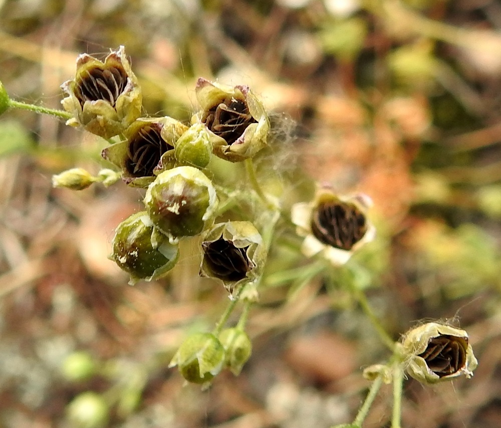 Spergula morisonii - kalliohatikan kota avautuu viisiliuskaisesti. Kodat ovat täynnä litteitä siemeniä. U, Vantaa, Rajakylä, Pallotien länsipuolella oleva, laaja avokallioalue hyvin lähellä Helsingin rajaa, 31.5.2024. Copyright Hannu Kämäräinen.