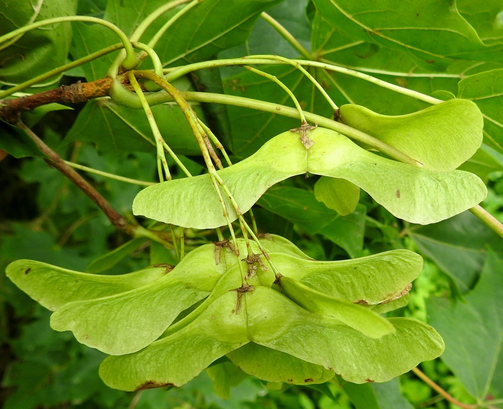 Acer platanoides - metsävaahteran valmis lohkohedelmä on kaksisiipinen, kalju, aluksi vihreä ja kuivuessaan ruskistuva sekä yleensä noin 75-85 mm leveä. Kaksisiemenisen hedelmän keskelle uurtuu sauma, joka erottaa siemenet toisistaan. Yhden lenninsiivellisen siemenen pituus on tavallisesti noin 45-50 mm ja siiven suurin leveys noin 13-15 mm. Siivekkeen tyvellä oleva, litteä siemenalue on noin 10-15 mm pitkä ja noin 10 mm leveä. EH, Hämeenlinna, Loimalahti, Alajärven uimaranta-alueen koillislaita, rantametsikön laide, 29.7.2025. Copyright Hannu Kämäräinen.