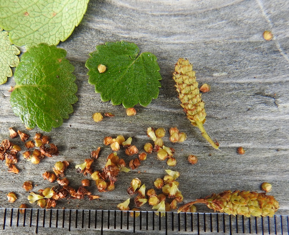 Betula nana - vaivaiskoivun hedelmänorkot hajoavat vasta seuraavana keväänä pähkylöiksi ja suomuiksi. Kuvausta varten yksi norkko on hajotettu jo kasvuvuoden syksyllä, jolloin pähkylät ovat vielä kellanvihreät. Varisemisvaiheessa ne ovat kellanruskeat tai ruskeat. Yhdiskasvuiset suomut muistuttavat malliltaan heraldista liljaa. Ne ovat noin 2,5 mm pitkät ja leveimmältä kohtaa noin 2-2,5 mm leveät. Pähkylät ovat pyöreähköt ja läpimitaltaan noin 1,5-2 mm. Laidoilla on hyvin kapea ja läpikuultava kalvoreunus. Siemen on ilman kalvoreunusta noin 1,5-2 mm pitkä ja noin 1,1-1,5 mm leveä. EH, Hämeenlinna, Pullerinmäki, Viisari, Ahvenistonharjun koillisjuurella olevan Kahtoilammen luoteispään rantaneva, 8.9.2025. Copyright Hannu Kämäräinen.