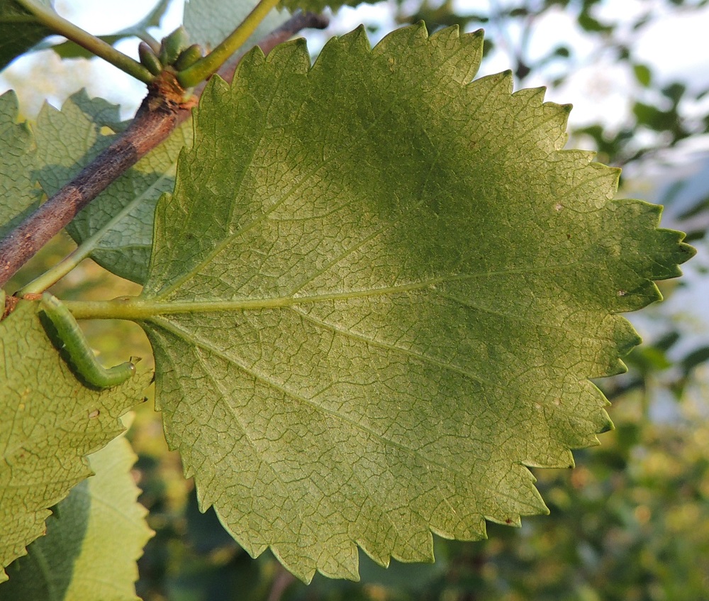 Betula pubescens subsp. czerepanovii - tunturikoivun lehtilavan hammastus on usein epätasainen ja erikokoinen. Lapa on alta vaaleahkon- tai harmaanvihreä ja ainakin suonia myöten karvainen. Tunturikoivu on useiden hyönteisten ja porojenkin ravintokasvi. Vain tunturimittarin, Epirrita autumnata, toukkien massaesiintymiset muodostavat sille todellisen, jopa kuolemaan päättyvän uhan. EnL, Enontekiö, Kilpisjärvi, Saanan jyrkkä lounaisrinne, ensimmäisen, matalan pahtaseinämän yläpuolinen, pensaikkoinen tunturirinne retkeilykeskuksen kohdalla, luonnonsuojelualue, 620 m mpy, 17.7.2013. Copyright Hannu Kämäräinen.