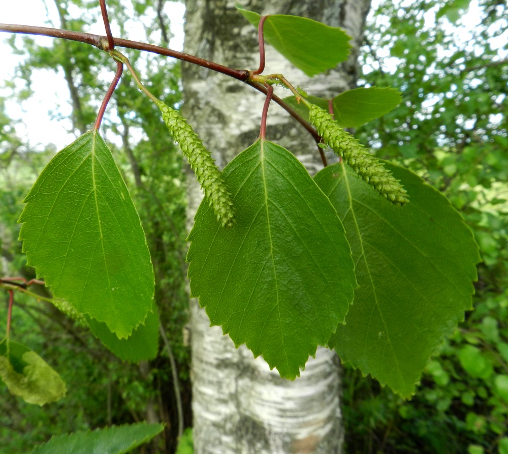 Betula pubescens subsp. pubescens - metsähieskoivun lehtiruoti on täysikasvuisena noin 10-15 mm pitkä, usein punertava ja kalju. Lehtilapa on ehyt, puikea tai leveänsoikeahko, kärjestään lyhytsuippuinen ja tyveltään leveän kiilamainen tai pyöreähkö. Se on ohuehko, tavallisesti noin 3,5-7 cm pitkä ja leveimmältä kohtaa noin 3-5,5 cm leveä. Rauduskoivun lehdet ovat kolmiomaiset tai vinoneliömäiset ja pitkäsuippuiset. EH, Hämeenlinna, Vuorentaka, Hämeen Härkätien (tie 2855) varren laaja peltoaukea, pieni puustolaikku peltoalueen laiteessa, 4.6.2012. Copyright Hannu Kämäräinen.