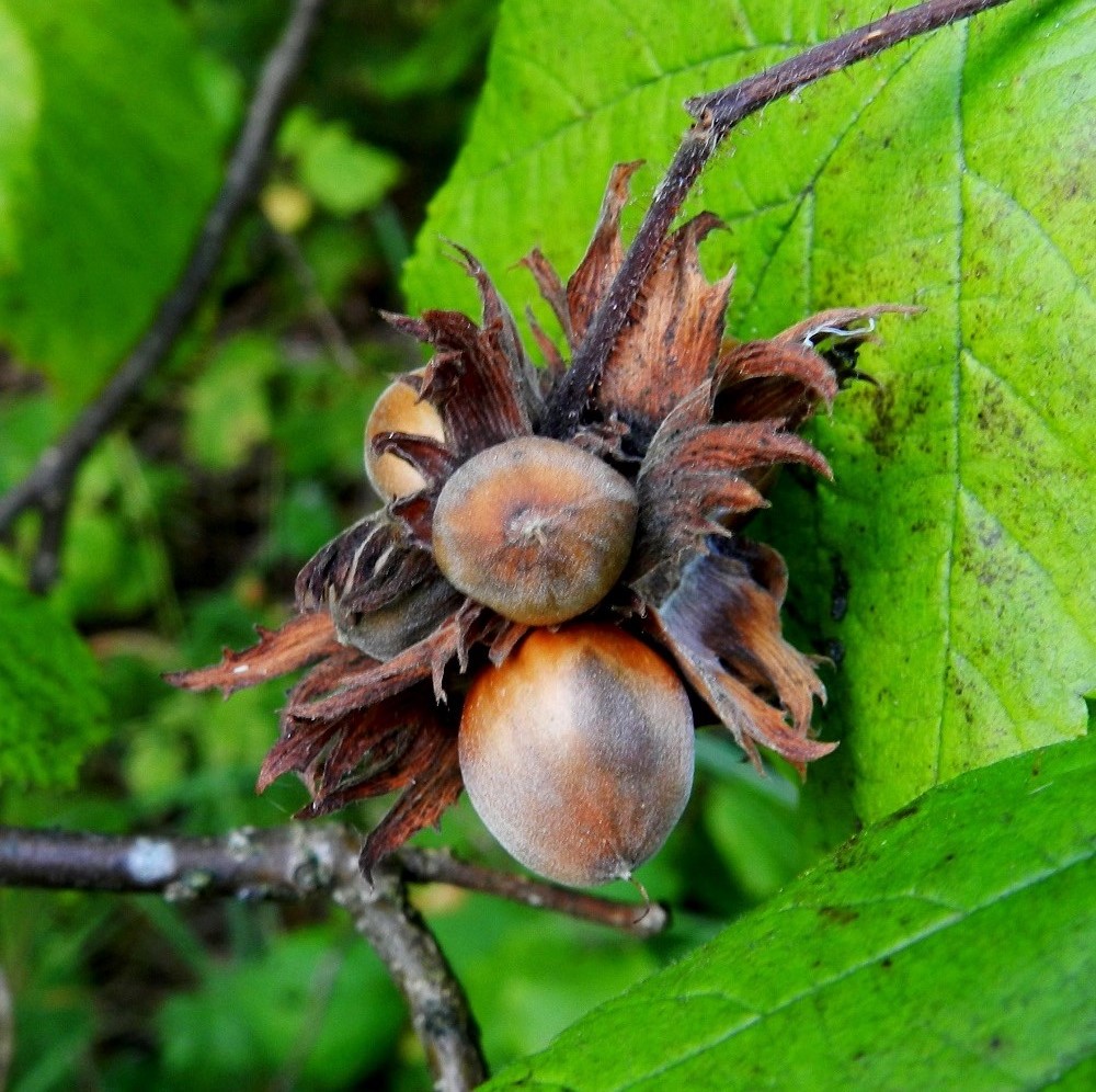 Corylus avellana - pähkinäpensaan pähkinä on tavallisesti noin 10-20 mm pitkä ja noin 10-15 mm leveä. Se on kypsänä ruskeasävyinen ja pinnaltaan puutuneen kova. Pähkinät ovat haluttua ravintoa mm. pähkinähakille, närhille ja oravalle. Eläinten hukatut, piilotetut ja talven varalle varastoidut pähkinät ovat paras leviämiskeino kasvupaikan lähialuetta kauemmaksi. Pähkinöitä on käytetty myös ihmisravinnoksi jo kivikaudelta lähtien. EH, Hämeenlinna, Ruununmylly, Aulangontorppa, Aulangonjärven itäpää, jyrkähkösti nousevan Käärmekallion alueen kaakkoispää, metsäalueen ja luonnonsuojelualueen etelälaita, 4.9.2011. Copyright Hannu Kämäräinen.