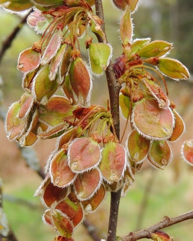 Ulmus laevis - kynäjalavan pähkylä on soikean pyöreähkö, litteä, leveän siipipalteinen ja vihreä tai ruskehtava. Se on yleensä noin 10-13 mm pitkä ja leveimmältä kohtaa noin 8-11 mm leveä sekä siipipalteen laidoilta tiheästi vaalean ripsikarvainen ja kärjestään kapealovinen. Pähkylän perän pituus vaihtelee kukintavaiheen tavoin noin välillä 7-35 mm. EH, Hattula, Metsänkylä, Vanajaveden Metsänkylänlahden rannan kynäjalavalehdon koillispuolinen niittyaho, 11.5.2014. Copyright Hannu Kämäräinen.