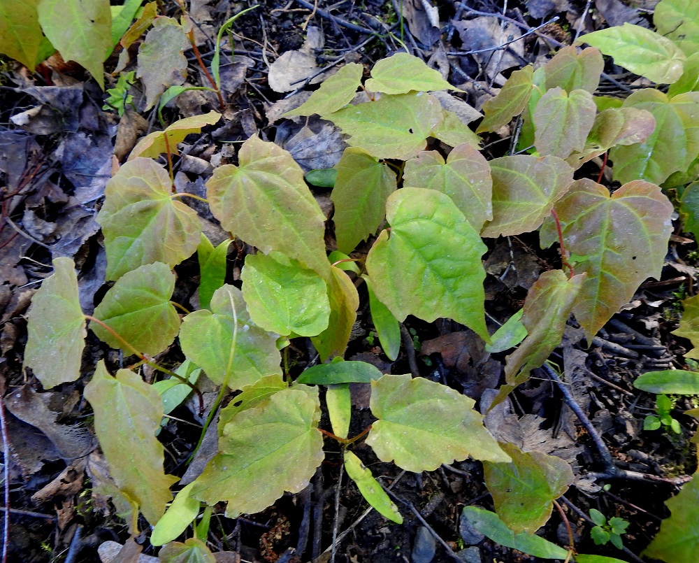 Acer platanoides - metsävaahteran siementuotanto on runsasta, ja niin luonnonpuiden kuin puistopuidenkin siemenet itävät erittäin hyvin. Sirkkataimista muodostuu toisinaan jopa lähes peittäviä kasvustolaikkuja. Ilmeisesti kuitenkin pakkasyöt ja rusakot sekä kauriit torjuvat jo lähdössä laajempien vaahterapensaikkojen ja myöhemmin vaahteravoittoisten metsien syntymisen. Sirkkataimien lehdet ovat puikeat, ehyet ja hammaslaitaiset. Niiden alapuolella säilyy aika pitkään ensimmäinen, tasasoukan suikeahko sirkkalehtipari. EH, Hattula, Sattula, Kukkola, Sattulantien ja Sattulankaarre-tien kulmauksessa oleva, harva, pieni metsikkö ja sen laide, 29.5.2021. Copyright Hannu Kämäräinen.