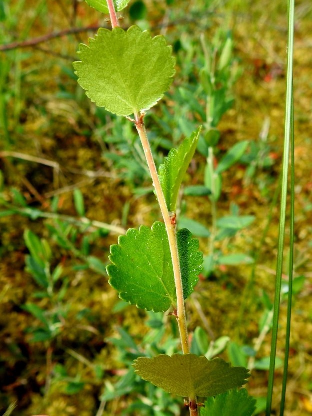 Betula nana - vaivaiskoivun lehdet ovat ruodilliset, korvakkeelliset ja oksissa kierteisesti. Lehtiruoti on täysikasvuisena noin 2-4 mm pitkä. Korvakkeet ovat suikeahkot tai kapeanpuikeat, yleensä ruskeasävyiset, hapsureunaiset ja noin 2-3 mm pitkät sekä noin 1 mm leveät. Kuvassa on kesällä kasvanut, uusi vuosikasvain, jonka lehdistä korvakkeet eivät ole vielä karisseet. EH, Hämeenlinna, Pullerinmäki, Viisari, Ahvenistonharjun koillisjuurella olevan Kahtoilammen luoteispään rantaneva, 11.7.2021. Copyright Hannu Kämäräinen.