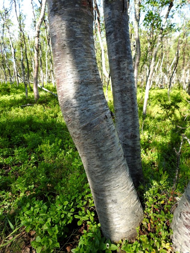 Betula pubescens subsp. czerepanovii - tunturikoivuyksilöt ovat usein monirunkoisia. Rungon alaosa pysyy yleensä sileän tuohisena. Se on varsinkin vanhemmilla puilla monesti eriasteisen harmaa. Rungon läpimitta on nuoruusvaiheen ohittaneella yksilöllä tavallisesti noin 7-15 cm. Kuvassa runkojen tyvellä kasvaa mm. ruohokanukkaa, Cornus suecica. EnL, Enontekiö, Kilpisjärvi, Saanan luoteisrinteen länsipuolinen tunturikoivikko, Saanan nousupolun varsi, 575 m mpy, 5.7.2018. Copyright Hannu Kämäräinen.