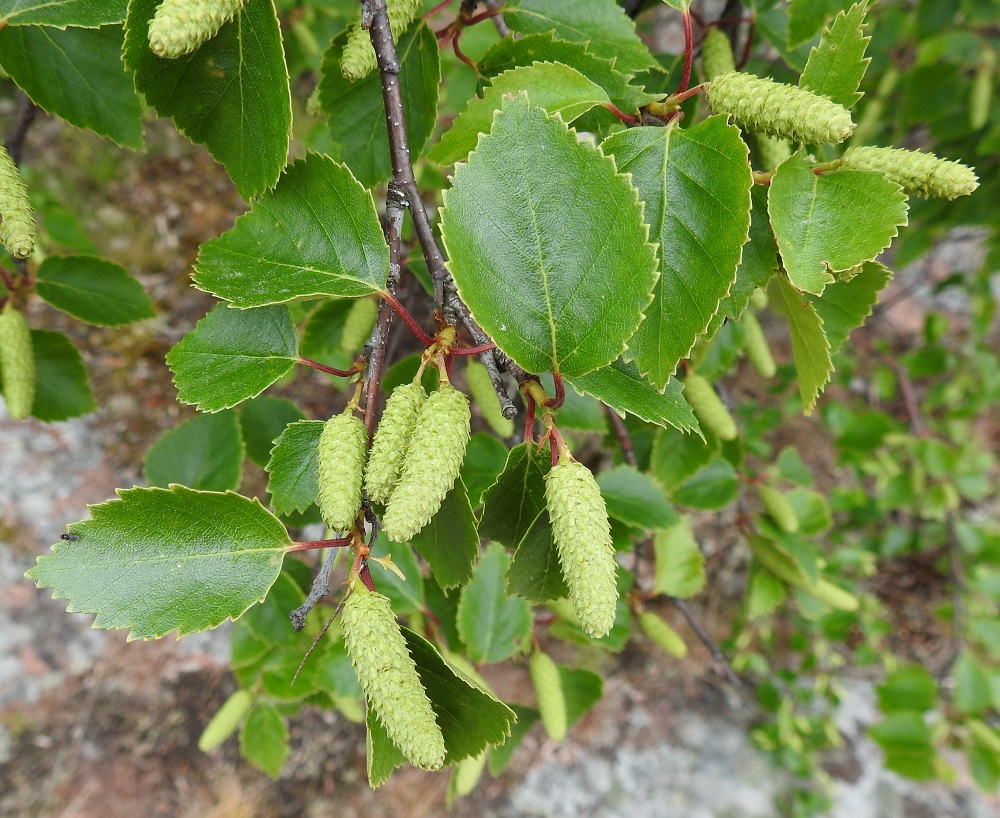 Betula pubescens subsp. pubescens - metsähieskoivun lehtilapa on ohuehko, päältä kalju ja vihreä, alta vaaleampi ja kalju tai lyhytkarvainen. Lehtilaita on kertaalleen sahalaitainen tai joskus heikosti toissahainen. Rauduskoivun lehtilaita on selvästi toistamiseen sahalaitainen. Eminorkko alkaa hedelmöityksen jälkeen paisua ja muuttuu riippuvaksi. A, Lemland, Björkö, Herröskatanin luonnonsuojelualue, eteläkärjen laaja rantakallioalue, 19.6.2023. Copyright Hannu Kämäräinen.