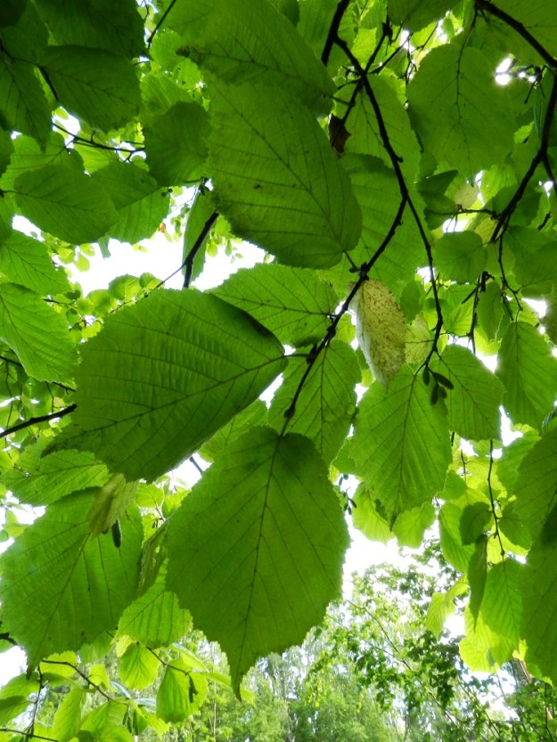 Corylus avellana - pähkinäpensaan lehdet ovat lyhytruotiset ja oksissa kierteisesti. Lehtiruoti on noin 5-15 mm pitkä. Lehtilapa on lähes ehyt, vastapuikea - pyöreänsoikea, kärjestään lyhyen teräväsuippuinen ja herttatyvinen. Se on tavallisesti noin 5-10 cm pitkä ja leveimmältä kohtaa noin 3-9 cm leveä. EH, Hämeenlinna, Ruununmylly, Aulangontorppa, Aulangonjärven itäpää, jyrkähkösti nousevan Käärmekallion alueen kaakkoispää, metsäalueen ja luonnonsuojelualueen etelälaita, 4.9.2011. Copyright Hannu Kämäräinen.