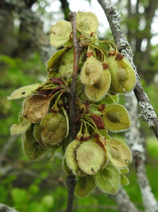 Ulmus laevis - kynäjalavan pähkylän siipipalteen keskiosassa oleva siemen on soikeahko, ruskea ja sileä sekä noin 3-4 mm pitkä ja noin 2-3 mm leveä. Pähkylät karisevat puista kesäkuun lopulla tai heinäkuun alkuvaiheessa. EH, Hattula, Metsänkylä, Vanajaveden Metsänkylänlahden rannan kynäjalavalehdon koillispuolinen niittyaho, 1.6.2019. Copyright Hannu Kämäräinen.