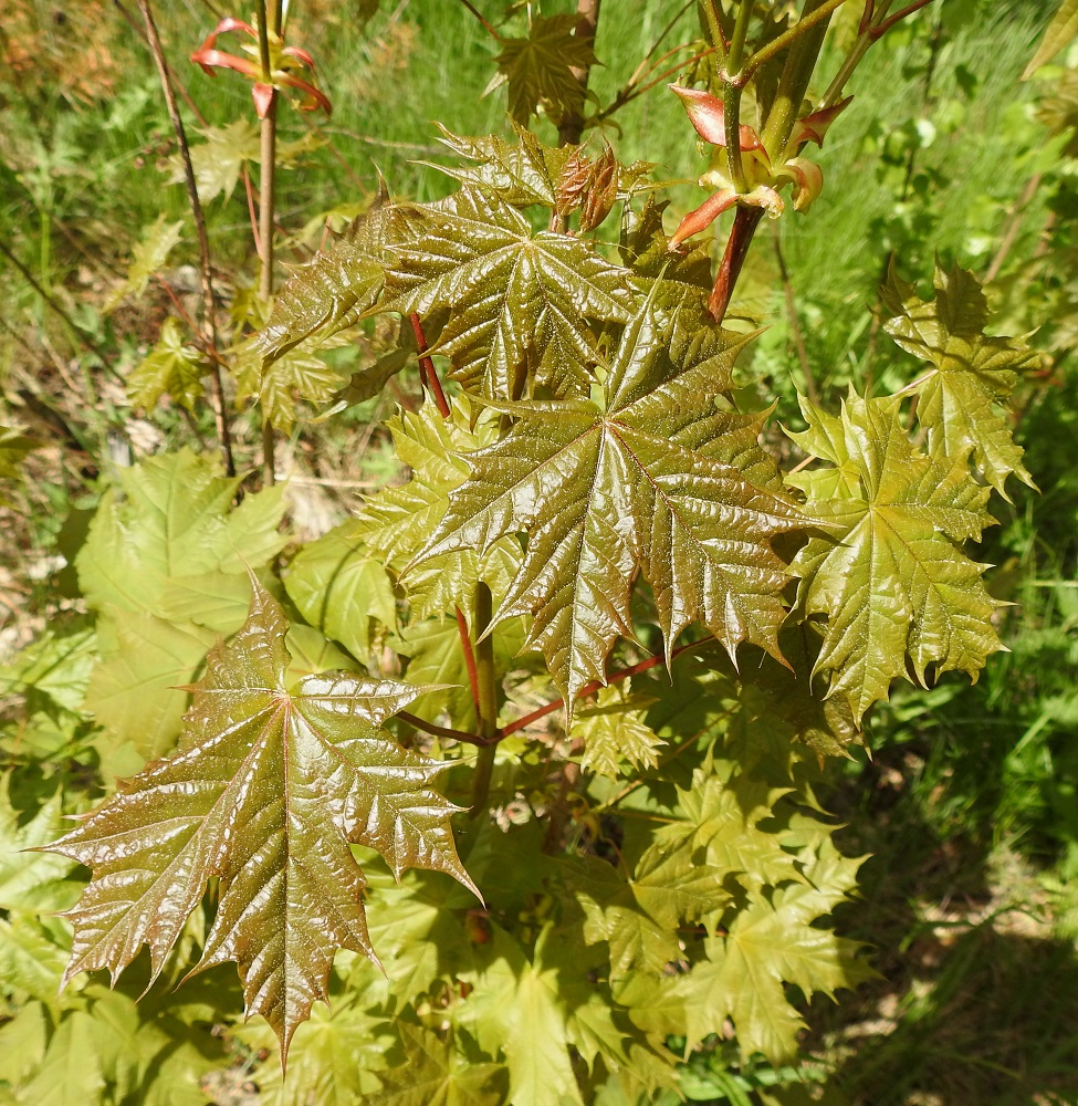 Acer platanoides - metsävaahteran lehdet ovat avauduttuaan ja kehityttyään aluksi kellanvihreät tai jopa ruskehtavanvihreät. EH, Hämeenlinna, Loimalahti, Hirsimäki, Kämmekäntien koillispuoli, metsikkökaistan laita kenttä- ja viheralueen vieressä, 26.5.2025. Copyright Hannu Kämäräinen.