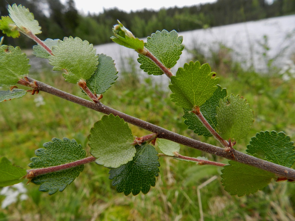 Betula nana - vaivaiskoivun lehtilapa on ehyt, pyöreä, paksu ja nyhälaitainen tai pyöreähampainen. Se on kalju, päältä vihreä ja alta vaaleampi tai harmaanvihreä sekä läpimitaltaan tavallisesti noin 0,5-1,5 cm. EH, Hämeenlinna, Pullerinmäki, Viisari, Ahvenistonharjun koillisjuurella olevan Kahtoilammen luoteispään rantaneva, 1.6.2012. Copyright Hannu Kämäräinen.