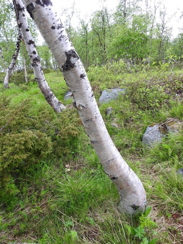 Betula pubescens subsp. czerepanovii - tunturikoivun runkoja vinouttavat jo nuorena lumen paino ja tuuli. Varsinkin nuoremmilla puilla tyvirungon tuohi on valkoinen tai punertava. Kuvassa seuralaisena on mm. lapinkataja, Juniperus communis subsp. nana. EnL, Enontekiö, Kilpisjärvi , Saanan lounainen alarinne, Kilpisjärveen laskeva tunturikoivikkorinne Retkeilykeskuksen kohdalla, n. 490 m mpy, 3.7.2025. Copyright Hannu Kämäräinen.