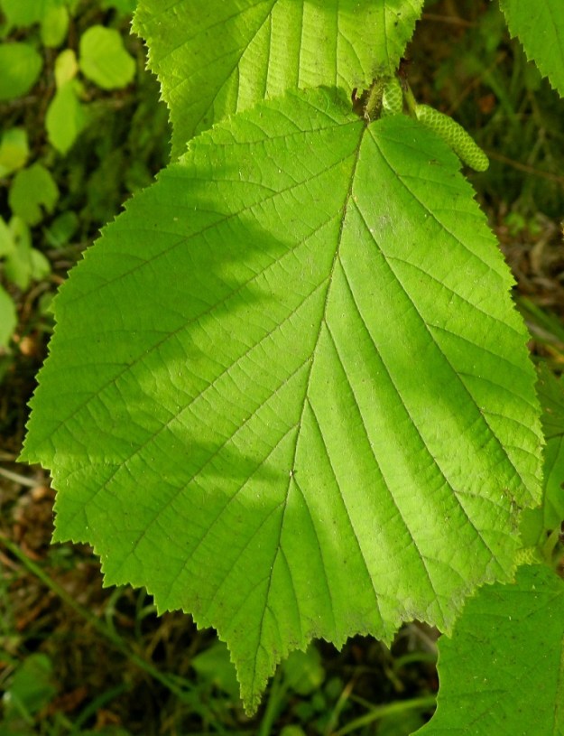 Corylus avellana - pähkinäpensaan lehtilaita on kärkiosastaan yleensä matalasti teräväliuskainen ja kauttaaltaan toistamiseen sahalaitainen. Lehtilapa on pehmeä, päältä vihreä, alta vaalean- tai harmaanvihreä ja molemmin puolin vaihtelevasti lyhytkarvainen sekä ikääntyessään kaljuuntuva. EH, Hämeenlinna, Ruununmylly, Aulangontorppa, Aulangonjärven itäpää, jyrkähkösti nousevan Käärmekallion alueen kaakkoispää, metsäalueen ja luonnonsuojelualueen etelälaita, 4.9.2011. Copyright Hannu Kämäräinen.