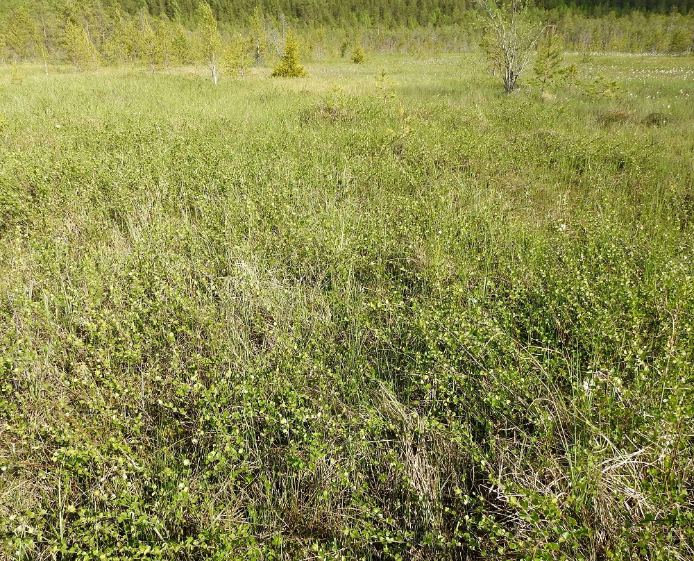 Betula nana - vaivaiskoivu on Suomessa alkuperäinen ja yleinen kaikkialla muualla paitsi Varsinais-Suomen, Uudenmaan, Etelä-Karjalan, Etelä-Hämeen ja Etelä-Savon eliömaakunnissa se on vähän harvinaisempi ja puuttuu kokonaan Ahvenanmaalta. Kasvupaikkoina maan etelä- ja keskiosissa ovat rämeet, korvet ja nevat. Vaivaiskoivu muodostaa usein tiheitä ja laajojakin pensaikkoja, joissa kulkeminen on hyvin vaivalloista. Joka suuntaan harottavat, sitkeät oksat tarttuvat kiinni kulkijan jalkoihin ja yrittävät suistaa tämän nenälleen pensaikkoon. EH, Janakkala, Kirinmyllyn ja Kirin välillä, Lammintien (tie 292) luoteispuolella oleva Suurisuo, eteläosa, luonnonsuojelualue, 11.6.2022. Copyright Hannu Kämäräinen.
