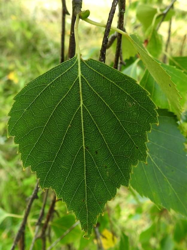 Betula pendula - rauduskoivun lehtilapa on kalju, päältä vihreä, alta vaalean- tai harmaanvihreä ja tavallisesti noin 4-7 cm pitkä ja leveimmältä kohtaa noin 3-5,5 cm leveä. Lehtiruoti on noin 1,5-2,5 mm pitkä. Kuten kuvan yläosasta on nähtävissä, vuosikasvaimet ovat kaljut ja hartsinystyiset. EH, Hämeenlinna, Voutila, Myllyoja, asutuksen välissä oleva rakentamaton, niittypohjainen kaista, 8.9.2025. Copyright Hannu Kämäräinen.