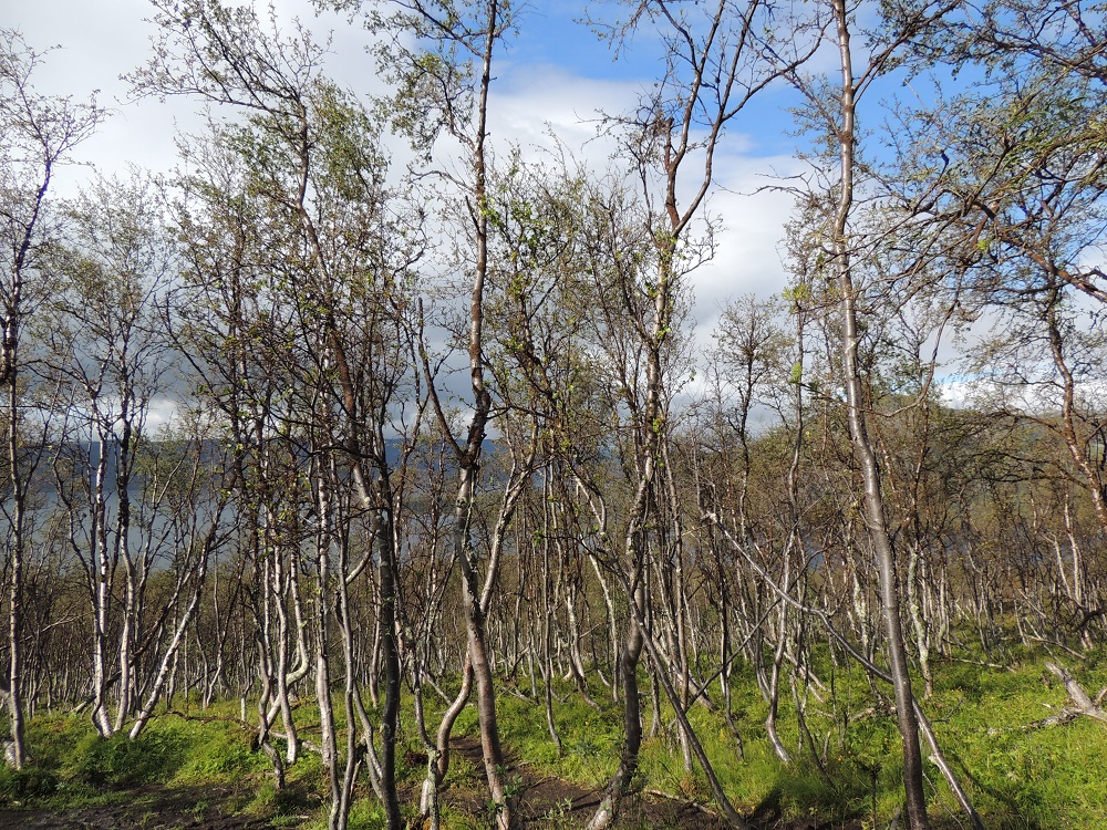 Betula pubescens subsp. czerepanovii - tunturikoivikot Kilpisjärvellä kokivat viimeksi 2010-luvun alussa tunturimittarin massaesiintymisen seuraukset. Suurin osa koivuista kuitenkin selvisi nipin napin. Tunturimittarin massaesiintymät toistuvat sykleittäin. Ehkä pahimmat tuhot olivat 1960-luvulla, jolloin tunturimittarin toukat söivät Inarin Lapissa koivikot lehdettömiksi noin 10 000 neliökilometrin alueelta. Tämä tuho siirsi puurajaa alemmaksi, ja noin 1 000 neliökilometriä jäi pysyvästi puuttomaksi. EnL, Enontekiö, Kilpisjärvi, Saanan luoteisrinteen länsipuolinen tunturikoivikko, Saanan nousupolun varsi, 570 m mpy, 16.7.2013. Copyright Hannu Kämäräinen.