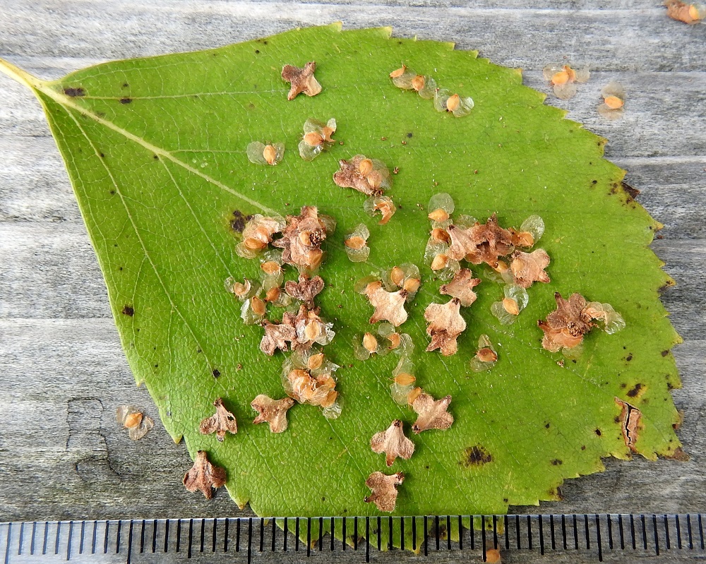 Betula pubescens subsp. pubescens - metsähieskoivun eminorkon yhdiskasvuiset suomut ovat kasvaneet ja kehittyneet muistuttaen heraldista liljaa tai ristiä. Ne ovat noin 3,5-4,5 mm pitkät ja leveimmältä kohtaa noin 3-4 mm leveät. Pähkylät ovat pientä, lentävää hyönteistä muistuttavan kaksisiipiset, noin 2-2,5 mm pitkät ja noin 3,5-4 mm leveät. Läpikuultavien, pyöreähköjen siipien keskellä oleva siemen on soikeahko, kellanruskea tai ruskea, noin 1,5 mm pitkä ja noin 1 mm leveä. EH, Hämeenlinna, Pullerinmäki, , Viisari, Ahvenistonharjun koillisjuurella olevan Kahtoilammen lounaisrannan nevakaista, 8.9.2025. Copyright Hannu Kämäräinen.