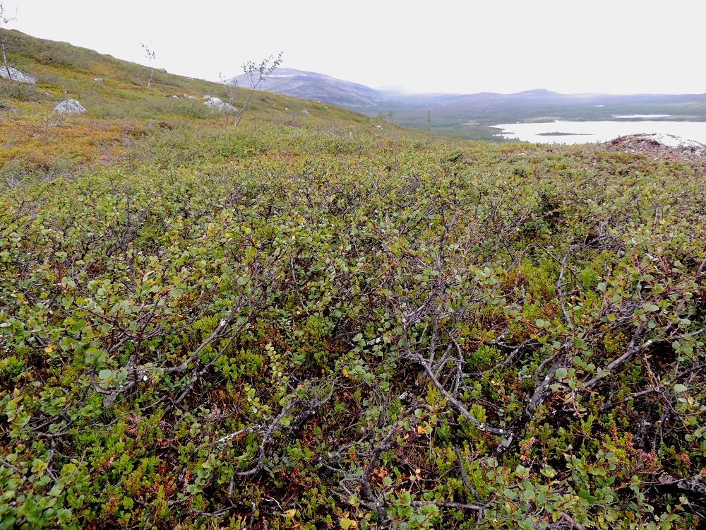 Betula nana - vaivaiskoivu kasvaa Pohjois-Suomessa soiden lisäksi myös kangasmetsissä ja tunturikankailla. Se on maailman pohjoisin koivulaji. Esiintymisalue kattaa Euroopan, Aasian ja Amerikan manneralueiden pohjoisimpien osien lisäksi myös Islannin, Huippuvuoret ja Grönlannin. Pohjoisen vyöhykkeen eteläpuolella Euroopassa esiintymät sijaitsevat vuoristoseuduilla, kuten Alpeilla. Yläpaljakalla, jossa kasvustot voivat Suomessa nousta noin kilometrin korkeuteen saakka, ne muuttuvat maata ja kalliopintaa pitkin suikertaviksi varvuiksi. EnL, Enontekiö, Kilpisjärvi, Mallan luonnonpuisto, Kalottireitin varsi Siilaskosken ja Mallalampien välillä, puuton tunturikangas, 565 m mpy, 19.7.2013. Copyright Hannu Kämäräinen.