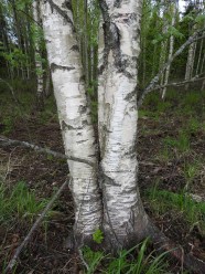 Betula Pendula Rauduskoivu Pohjolan Kasvien Pauloissa Betula Pendula Rauduskoivu Pohjolan Kasvien Pauloissa