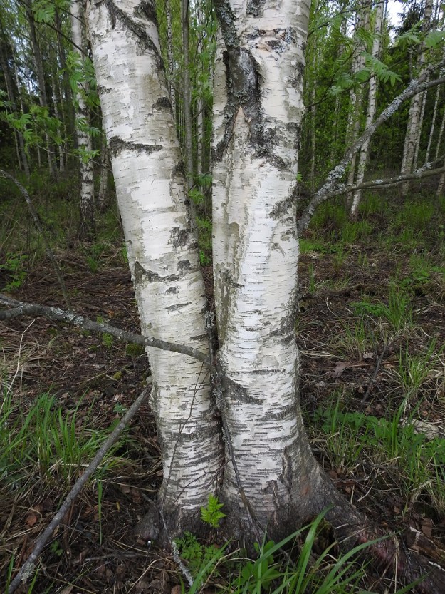 Betula pendula - rauduskoivun runko, haarat ja paksummat oksat ovat pinnaltaan valkotuohiset. Nuorilla puilla sileä tuohi jatkuu lähes tyveen saakka. Entisaikoina koivun tuohi oli moneen käyttöön soveltuva materiaali, jota oli lähes rajattomasti tarjolla. Tuohesta valmistettiin punomalla ja kiertämällä monenlaisia käyttöesineitä, kuten vakkoja, kontteja, koreja, vasuja eli roveita, kenkävirsuja ja paimentorvia. Tuohta käytettiin myös eristeenä rakennuksissa. Siitä tehtiin lisäksi koivutervaa eli tököttiä. EH, Hämeenlinna, Loimalahti, Hirsimäki, Hirsimäenkadun varren metsikön reuna, 22.5.2021. Copyright Hannu Kämäräinen.