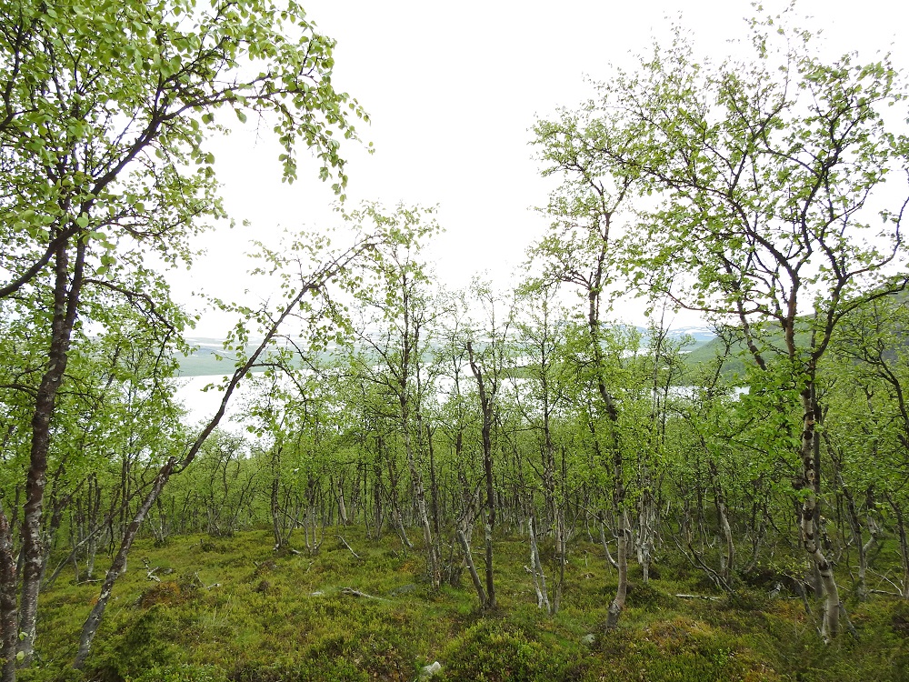 Betula pubescens subsp. czerepanovii - tunturikoivikkokuva lähes samalta paikalta otettuna näyttää, miten koivikkorinne voi 12 vuoden kuluttua tuhosta. EnL, Enontekiö, Kilpisjärvi, Saanan luoteisrinteen länsipuolinen tunturikoivikko, Saanan nousupolun varsi, 560 m mpy, 4.7.2025. Copyright Hannu Kämäräinen.