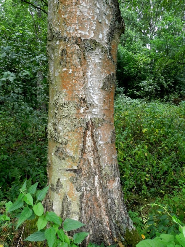 Betula pubescens subsp. pubescens - metsähieskoivun rungon alaosa ei yleensä muutu iän myötä rauduskoivun tavoin tummaksi ja syväuurteisen rosokaarnaiseksi vaan pysyy tuohisena ja vaaleahkona, kellertävänä tai punertavana. Vanhoilla puilla tyvikaarnaisuutta voi olla jonkin verran. Rungon läpimitta on nuoruusvaiheen ohittaneella puuyksilöllä useimmiten noin 20-40 cm, mutta voi iäkkäällä yksilöllä olla jopa 70-90 cm. EH, Hämeenlinna, Keinusaari, Varikonniemen luoteislaita, Vanajaveden rantametsikkö, 14.8.2011. Copyright Hannu Kämäräinen.