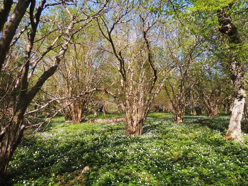 Corylus avellana - pähkinäpensaan edelliseen kuvaan nähden kovin toisenlainen kasvualue on Ahvenanmaan avara, valoisa ja kukkien peittämä lehtoniitty. Pensaan myöhäinen lehtiminen tarjoaa loistavat valaistusolosuhteet mm valko- ja keltavuokon, Anemone nemorosa ja A. ranunculoides, kevätesikon, Primula veris ja karhunlaukan, Allium ursinum, kukinnalle. Ahvenanmaalle ja lounaisrannikolle pähkinäpensas saapui maan kohoamisen myötä vasta pari tuhatta vuotta sitten Ruotsista ja Virosta. A, Jomala, Ramsholm, luonnonsuojelualue, niemen keskiosan länsilaidan lehtoniitty, 25.5.2013. Copyright Hannu Kämäräinen.