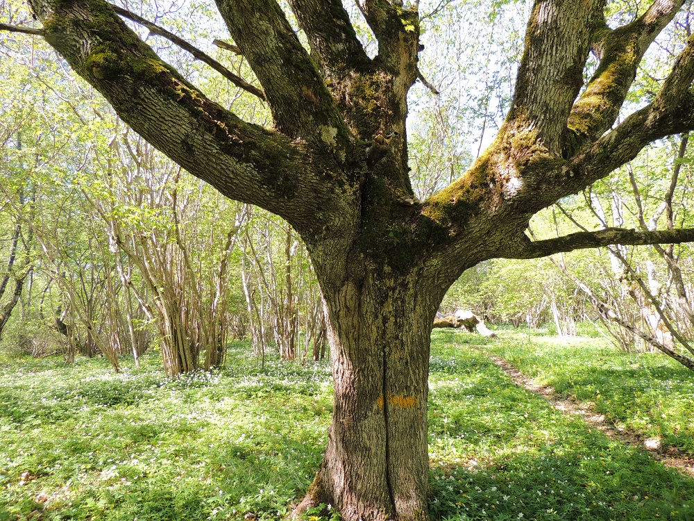 Acer platanoides - metsävaahteran runko ja haarat ovat ikääntyessään kuoreltaan halkeilevan uurteiset ja tummahkon- tai ruskeanharmaat. Rungon läpimitta on nuoruusvaiheen ohittaneella puuyksilöllä useimmiten noin 25-70 cm, mutta voi iäkkäällä yksilöllä olla paljon enemmänkin. Metsävaahteran normaali elinikä on noin 100-150 vuotta. A, Lemland, Nåtö, saaren pohjoisosan luonnonsuojelualue biologisen aseman itäpuolella, mm. pähkinäpensasta kasvava lehtoniitty luontopolun varrella, 27.5.2013. Copyright Hannu Kämäräinen.