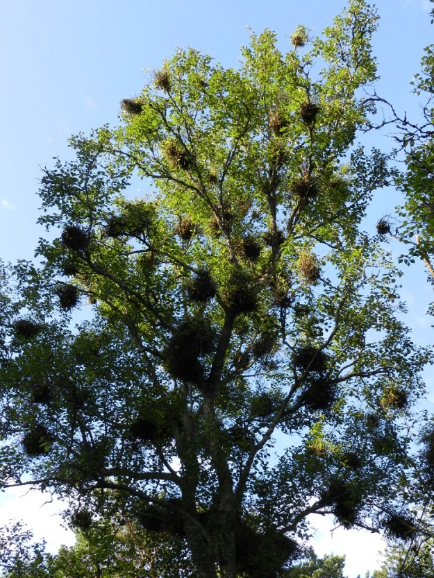 Betula pubescens subsp. pubescens - metsähieskoivulla kasvaa selvästi rauduskoivua yleisemmin tuulenpesäsieni eli koivuntuulenpesä, Taphrina betulina. Se on täysloisiva kotelosieni, jolta puuttuu kokonaan itiöemä. Sienirihmasto kasvaa puun solujen väleissä saaden puun tuottamaan kauempaa katsoen harakanpesämäisiä oksasykkyröitä, joiden läpimitta vaihtelee noin kymmenestä sentistä metriin. Tuulenpesät eivät yleensä vaikuta puun kasvuun ja hyvinvointiin. Kuvassa oleva koivu on kuitenkin joutunut sienen vaikutuksesta tuottamaan peräti yli 60 sille hyödytöntä, kookasta oksasykeröä, joiden vaatima hukkaenergia on poissa muulta kasvulta ja ravinteiden tasapainolta. V, Kemiönsaari, (aik. Dragsfjärd), Hiittisten saaristo, Örö, saaren lounaisosa, eteläkärkeen vievän Pitkä ikävä -tien varsi kuuden tuuman kasarmialueen kohdalla. 14.7.2012. Copyright Hannu Kämäräinen.