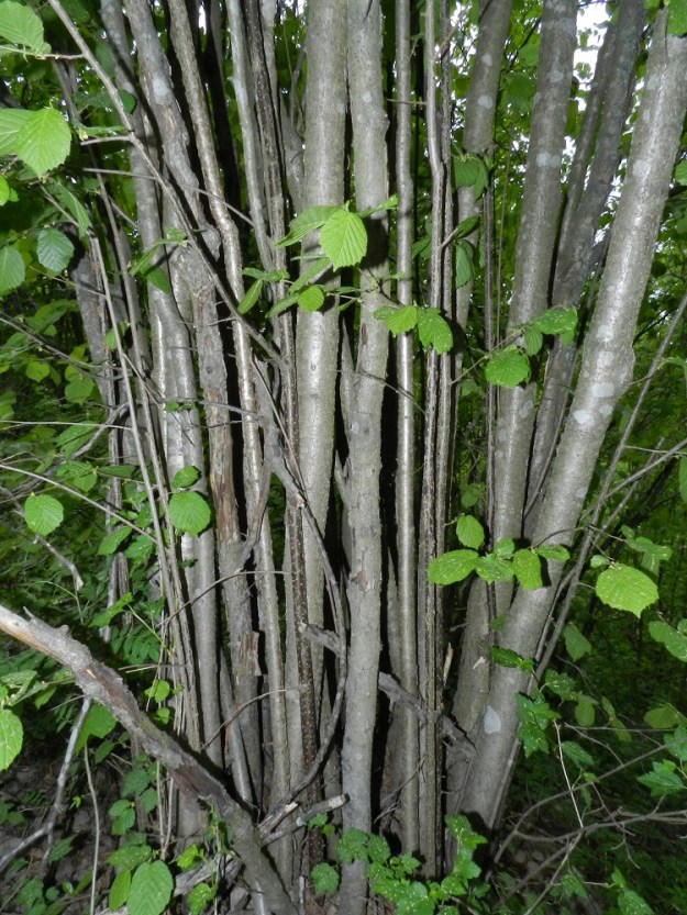 Corylus avellana - pähkinäpensaan rungot haaroineen ja oksineen ovat harmaasävyiset tai harmaanruskehtavat ja pinnaltaan kiiltävähköt. Nuorissa varsissa on lisäksi vaaleita pilkkuja. Runkojen paksuus vaihtelee pensaissa iän mukaan ollen tavallisesti noin 2-20 cm. Rungot alkavat haaroittua yleensä vasta noin 1,5-2 metrin korkeudella. Laajimmissa pensaissa runkoja voi olla peräti 200-300, jolloin ympärysmitta saattaa olla yli 10 m. Yksittäinen pensaan runko voi elää yli 50-vuotiaaksi. mutta itse pensas saattaa elää jopa yli tuhat vuotta. EH, Hämeenlinna, Kankaantausta, Hattelmalanharju, Hattelmalantien koillispuolinen, lehtoinen harjurinne näköalatasanteen lähellä, luonnonsuojelualue, 30.5.2012. Copyright Hannu Kämäräinen.