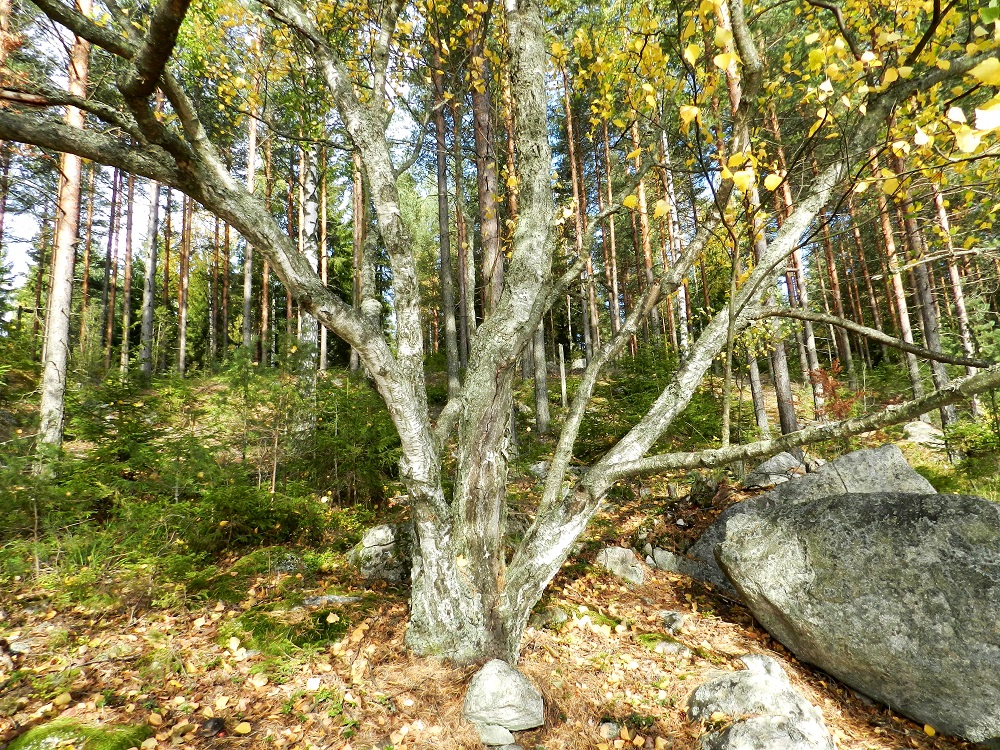 Betula pendula var. carelica - visakoivun runko on muhkurainen, harjuinen tai juomuinen. Visakoivut ovat monesti myös monirunkoisia, rauduskoivun päämuunnosta, vihtakoivua useammin mutkaisia ja keskimäärin matalampia. EH, Hämeenlinna, Loimalahti, Alajärvi, Tervaniemen etelärannan Saunalahti, metsärinteen tyvi lähellä rantaa, 2.10.2011. Copyright Hannu Kämäräinen.