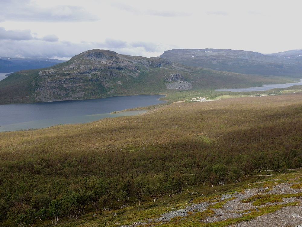 Betula pubescens subsp. czerepanovii - tunturikoivu kasvaa usein tiheinä tunturikoivikkoina tuntureiden alemmilla rinteillä muodostaen niille metsänrajan ylimmillään noin 650 metriin merenpinnasta mitattuna. Tunturi-Lapissa se on ainoa ja äärettömän tärkeä metsien muodostaja, joka mahdollistaa ja turvaa kasvu- ja elinpaikan hyvin monelle lajille. Kuvassa koivikon ruskehtava yleissävy näyttää silloisen tunturimittarin aiheuttaman tuhon laajuuden. EnL, Enontekiö, Kilpisjärvi, Saanan länsirinne, 16.7.2013. Taustalla näkyy vasemmalla Pikku-Malla ja oikealla Iso-Malla. Copyright Hannu Kämäräinen.