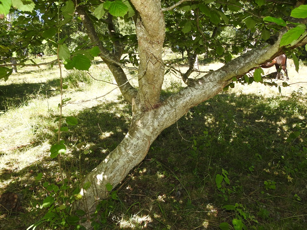 Corylus avellana - pähkinäpensas voi joskus harvoin kasvaa ja kehittyä yksirunkoiseksi ja haarovaksi, pieneksi puuksi. A, Lemland, Herrö, Herröskatanin luonnonsuojelualue, Grillskärin pikkutien varrella oleva hevoslaidun, 13.7.2022. Copyright Hannu Kämäräinen.