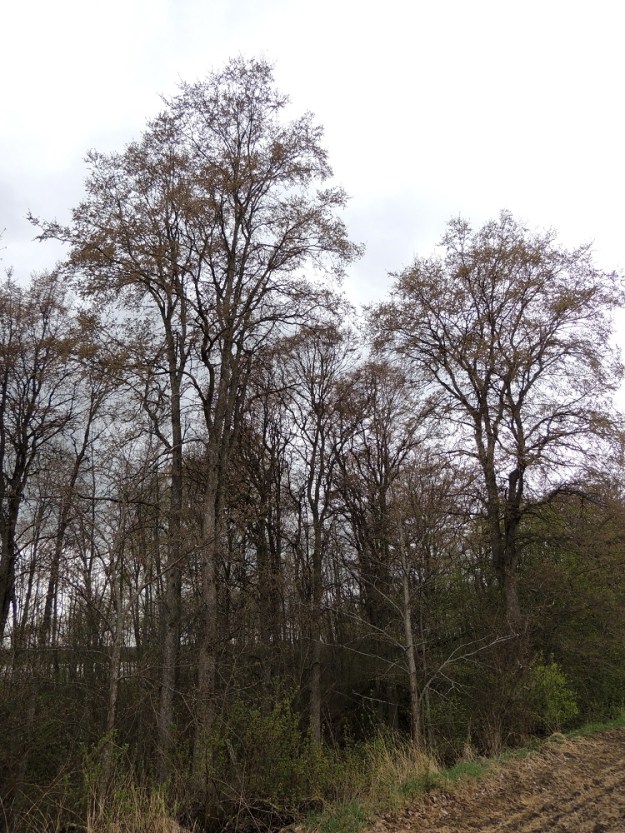 Ulmus laevis - kynäjalava on Suomessa alkuperäinen ja harvinainen laji, jota esiintyy luontaisena vain Varsinais-Suomen, Uudenmaan, Satakunnan ja Etelä-Hämeen eliömaakunnissa. Lisäksi joitakin puistopuista villiytyneitä taimia on tavattu muualtakin. Se on rauhoitettu ja todettu uhanalaisuusarvioinnissa vaarantuneeksi (VU) lajiksi. Luokitukseen on vaikuttanut yksilöiden määrän merkittävä väheneminen. EH, Hattula, Metsänkylä, Vanajaveden Metsänkylänlahden rannan kynäjalavalehdon kaakkoisosa, luonnonsuojelualue, 11.5.2014. Copyright Hannu Kämäräinen.