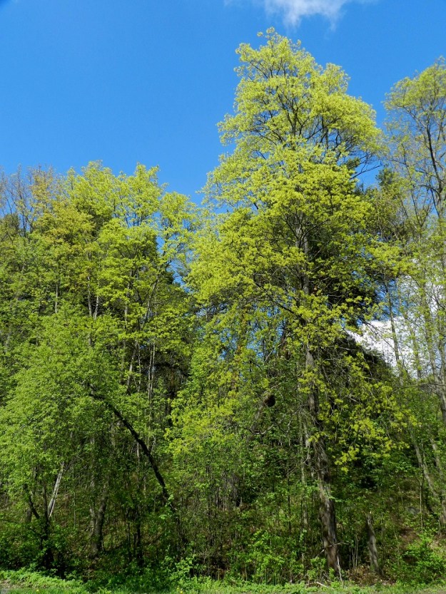 Acer platanoides - metsävaahtera on Suomessa alkuperäinen ja yleinen etelästä päin Satakunnan, Etelä-Hämeen ja Etelä-Savon eliömaakuntiin saakka. Paikoin yleisehkönä ja vakiintuneena uustulokkaana sitä voidaan Kasviatlaksen havaintojen perusteella pitää Etelä- ja Keski-Pohjanmaan, Pohjois-Hämeen, Pohjois-Savon ja Pohjois-Karjalan eliömaakunnissa. Lisäksi yksittäisiä tulokashavaintoja on Kainuun, Oulun Pohjanmaan ja Perä-Pohjanmaan eliömaakunnista. Kasvupaikkoina ovat lähinnä lehdot, lehtoniityt ja metsänlaiteet. Metsävaahtera on myös suosittu koristepuu pihoilla, puistoissa ja kujanteiden sekä katujen laiteilla. Istutuksista se leviää helposti asutuksen lähialueille, ja usein villiytymiä on vaikeaa erottaa luontaisista esiintymistä. EH, Tampere, Pyynikki, Pyynikinharjun etelärinne Pyynikintien varressa, lehtometsärinteen alaosa, luonnonsuojelualue, 19.5.2012. Copyright Hannu Kämäräinen.