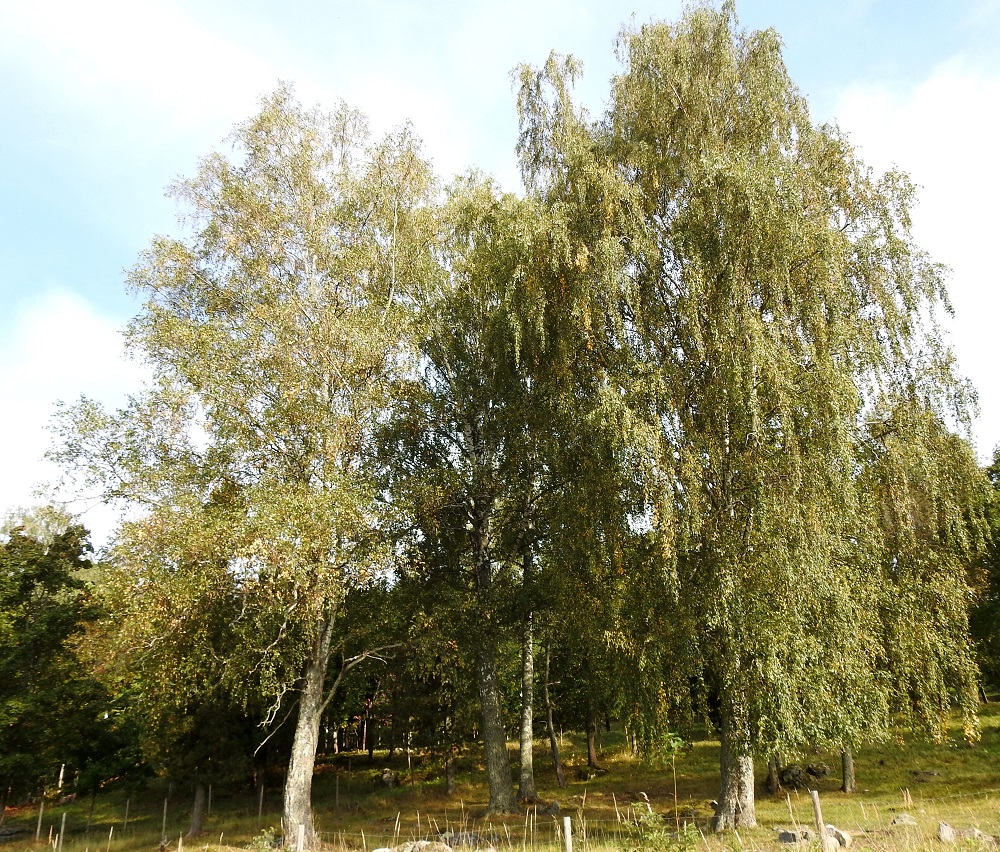 Betula pendula - rauduskoivu on Suomessa alkuperäinen, yleinen ja runsas etelästä päin Koillismaan, Perä-Pohjanmaan ja Kittilän Lapin eliömaakuntiin saakka. Sompion Lapin ja Inarin Lapin eliömaakunnissa se on harvinainen. Enontekiön Lapissa rauduskoivun esiintyminen on epävarmaa, ja parhaimmillaankin se on siellä erittäin harvinainen. Luonnon kasvupaikkoina ovat lähinnä kuivat ja tuoreet kangasmetsät, harjut sekä kalliot ja toisinaan myös ojitetut suot. Laji kasvaa myös mm. peltojen, teiden ja asutuksen laiteilla. Monilla kasvupaikoillaan, myös metsissä, se voi olla istutusperäinen, eikä ole usein helppoa nähdä. onko kyse luontaisesti levinneistä vai istutetuista puista. Rauduskoivu on valittu Suomen kansallispuuksi EH, Hattula, Metsänkylä, Vanajaveden Metsänkylänlahden rannan peltoalueen koillispuolinen metsikköalue, 8.9.2025. Copyright Hannu Kämäräinen.