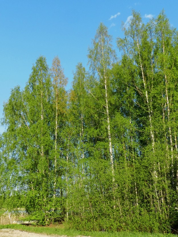 Betula pubescens subsp. pubescens - metsähieskoivu on Suomessa alkuperäinen, yleinen ja runsas etelästä päin Kittilän Lapin ja Sompion Lapin eliömaakuntiin saakka sekä harvinainen Enontekiön Lapin ja Inarin Lapin eliömaakunnissa. Kasvupaikkoina ovat lähinnä tuoreet kangasmetsät, lehdot, korvet, nevat, koivuletot, ojitetut suot, rannat ja mm. peltojen, teiden ja asutuksen laiteet. Hieskoivu on Suomen kolmanneksi yleisin puulaji ja neljänneksi jäävää rauduskoivua yleisempi. Yleisin on metsämänty, Pinus sylvestris ja toiseksi yleisin metsäkuusi, Picea abies. EH, Hattula, Rahkoila, Vanajaveden Koreilanlahden luoteisen rantametsikön laide, 23.5.2012. Copyright Hannu Kämäräinen.