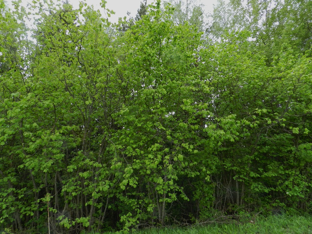 Corylus avellana - pähkinäpensaikot voivat toisinaan muodostua läpipääsemättömän tiheiksi, ja yksilöiden rajatkin alkavat tällöin hämärtyä. Laji on yleinen Ahvenanmaan ja Varsinais-Suomen sekä yleisehkö Uudenmaan eliömaakunnissa. Vähän harvinaisempi se on Etelä-Hämeen ja harvinainen Etelä-Karjalan, Satakunnan sekä Etelä-Savon eliömaakunnissa. Pähkinäpensasta käytetään jossain määrin myös koristepensaana, ja se voi tällöin karkailla lähiympäristöön. EH, Hämeenlinna, Kankaantausta, Hattelmalanharju, Hattelmalantien koillispuolinen, lehtoinen harjurinne näköalatasanteen lähellä, luonnonsuojelualue, 31.5.2012. Copyright Hannu Kämäräinen.