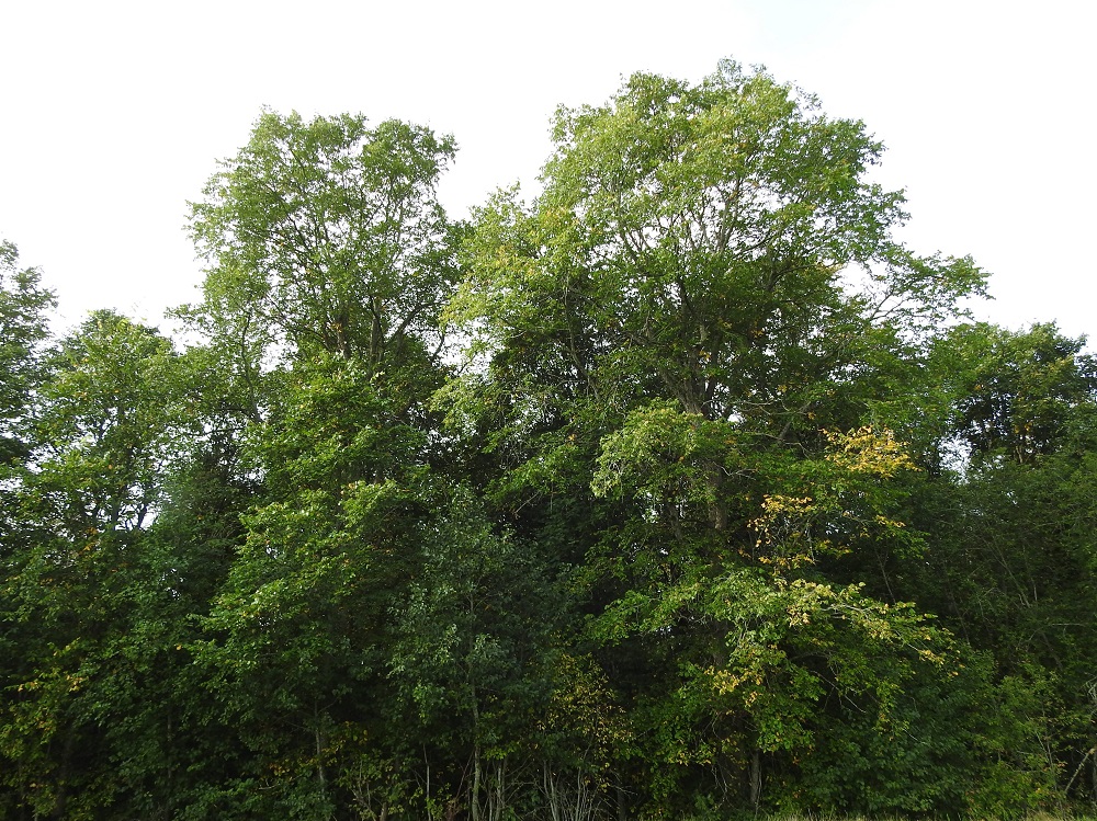 Ulmus laevis - kynäjalavan kasvupaikkoina ovat lähinnä järvenrantalehdot, harvemmin meren- ja joenrantalehdot, niittyrannat, purolehdot sekä muut kuivemmat lehdot. Pääesiintymät keskittyvät Kokemäenjoen vesistön keskusjärvien, Vanajaveden, Pyhäjärven ja Kuloveden, rannoille. Vanajaveden äärellä kasvaa Suomen luonnonvaraisesta kannasta noin 76 %, mikä on noin 10 700 yksilöä (2022). EH, Hattula, Metsänkylä, Vanajaveden Metsänkylänlahden rannan kynäjalavalehdon kaakkoisosa, luonnonsuojelualue, 8.9.2025. Copyright Hannu Kämäräinen.