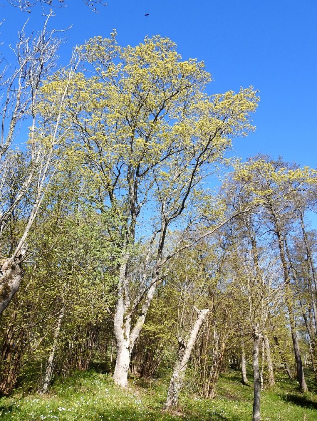 Acer platanoides - metsävaahtera on yleensä noin 10-20 m korkea lehtipuu, joka kukkii lehtien puhjetessa tai hieman sitä ennen. Kuvassa etualalla on muutamia luonnollisen latvansa menettäneitä lehtosaarnia, Fraxinus excelsior. A, Lemland, Nåtö, saaren pohjoisosan luonnonsuojelualue biologisen aseman itäpuolella, avoimen, laajan merenrantaniityn yläpuolinen, ruohopohjainen rantalehto, 19.5.2025. Copyright Hannu Kämäräinen.