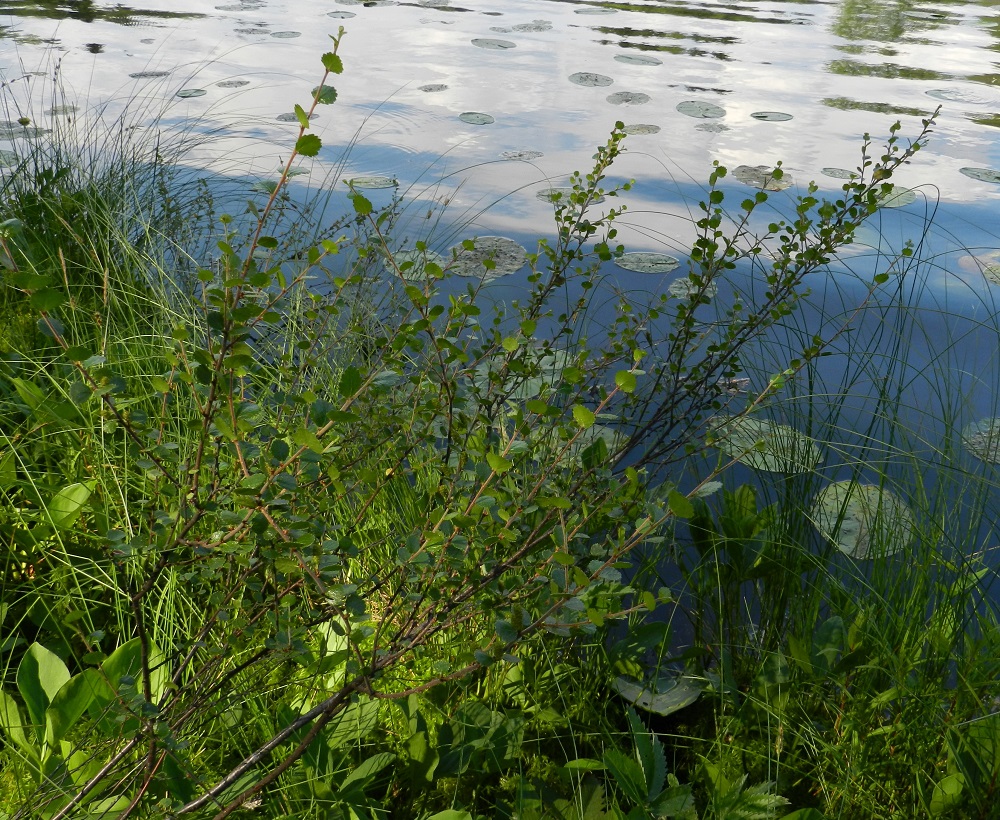 Betula nana - vaivaiskoivu on kohenevasti levittäytyvä - suikertavan rento pensas tai varpu, joka on tavallisesti noin 0,2-0,8 m korkea ja vain harvemmin hieman yli metriin yltävä. EH, Hämeenlinna, Pullerinmäki, Viisari, Ahvenistonharjun koillisjuurella olevan Kahtoilammen lounaisrannan kapeahko rantanevakaista, 2.7.2011. Copyright Hannu Kämäräinen.